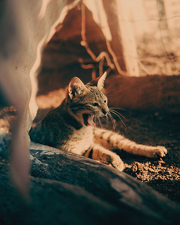 Animals, Cat, Pet, Protruding Tongue, Tongue Stuck Out, Zev, Throat HD phone wallpaper