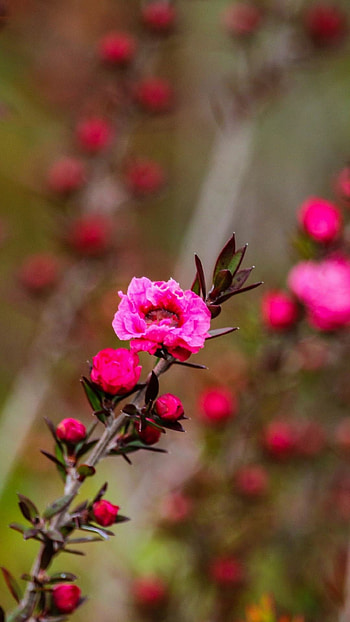 Pink Flower, flower, pink HD phone wallpaper