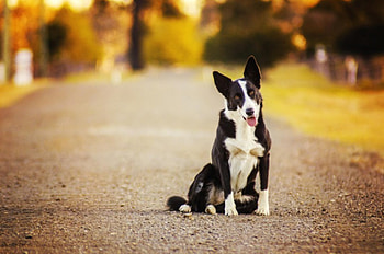 Dog, sweet, animal, dogs, cute, beautiful, puppys, puppy, pretty, animals, lovely HD wallpaper