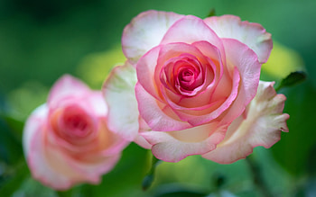 Roses, flowers, pink, macro HD wallpaper