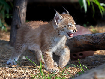 Lynx, animal, cub, paw HD wallpaper