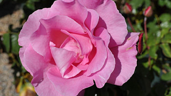 Pink Pink flower, pink, stem, one, flower HD wallpaper