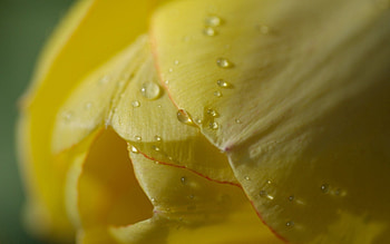 Drops, Flower, Plant, Macro, Light, Light Coloured, Tulip HD wallpaper