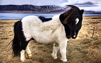 Animals, Grass, Spotty, Spotted, Stroll, Pony HD wallpaper