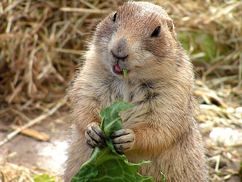 Plants, Rodents HD wallpaper