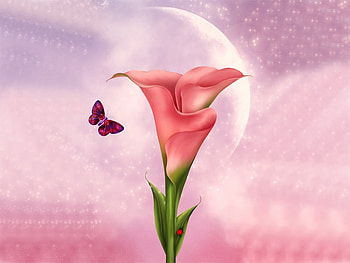 Pink cala, pink, butterfly, flower, cala, nature, petal HD wallpaper