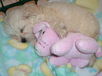 Baby Zoe Rose, dog, sweet, cute, puppy HD wallpaper