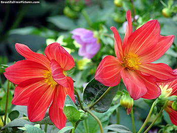 BEAUTY, plant, red, flower HD wallpaper