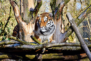 Zoo, animal, predator, tiger HD wallpaper