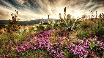 Vitosha Mountain near Sofia, Bulgaria, blossoms, hills, plants, clouds, landscape, flowers, sky HD wallpaper