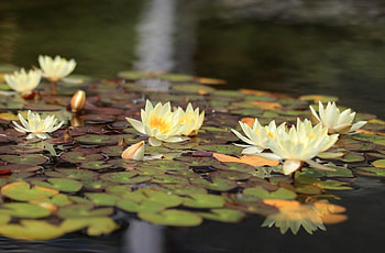 Flowers, Water, Leaves, Water Lilies, Reflection, Glare HD wallpaper