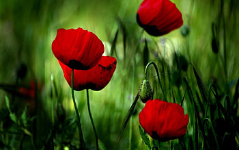 Plants, Flowers, Poppies HD wallpaper