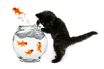 Come to me!, kitten, animal, golden, black, splash, cute, cat, orange, pisica, summer, fish, water, paw, vara, aquarium HD wallpaper