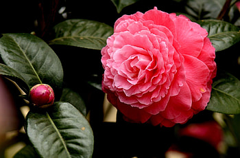Pink Camelia, pink, leaves, bud, green, flowers, camelia HD wallpaper