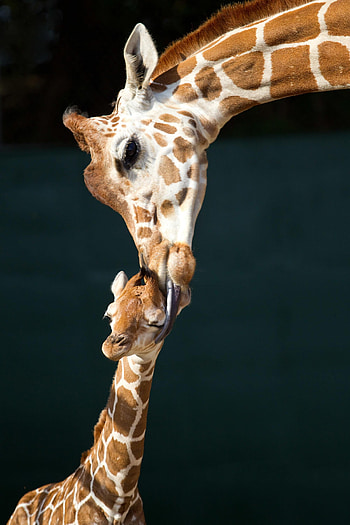 Endearing baby giraffe, Playful innocence, Adorable charm, Nature's joy HD phone wallpaper