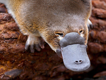 Playful platypus, Australian mammal, Victoria's High Country, Unique species HD wallpaper
