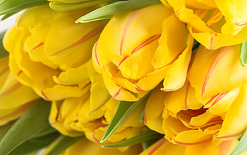Plants, Flowers, Tulips HD wallpaper