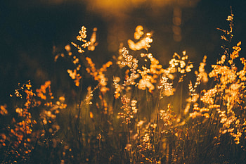 Golden shine, plants, meadow HD wallpaper