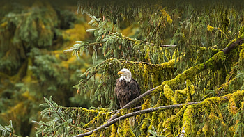 Bald eagle, Tongass National Forest, Alaska, Animal, bald eagle HD wallpaper
