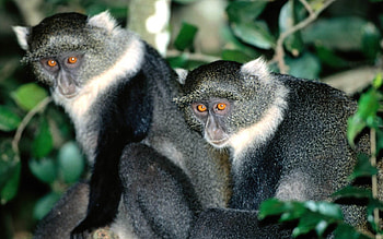 monkies, animal, branch, primate, leaf, tree HD wallpaper