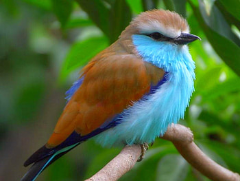 Beautiful Bird, beautiful, bird HD wallpaper