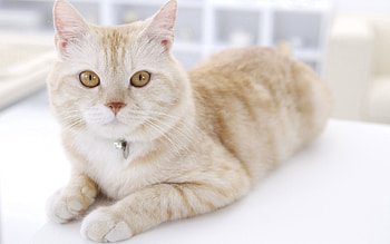 Animals, Light, Cat, To Lie Down, Lie, Muzzle, Striped, Light Coloured HD wallpaper