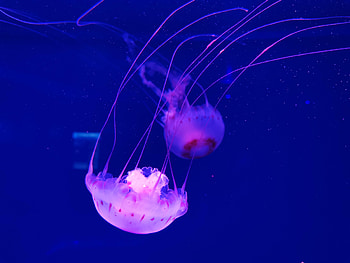 Animals, Water, Jellyfish, Underwater World, Tentacle, Handsomely, It's Beautiful HD wallpaper