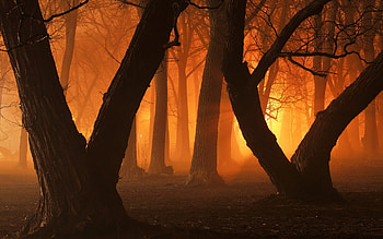Trees Forest, trees, forest, nature HD wallpaper