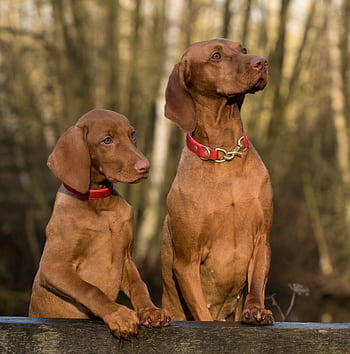 Two adorable Vizslas with red collars posing together in a forest setting. HD phone wallpaper