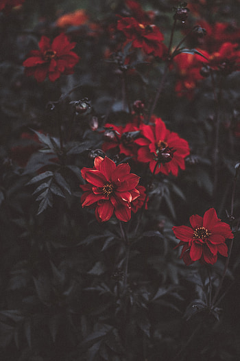 Flowers, Dark, Blur, Smooth HD phone wallpaper