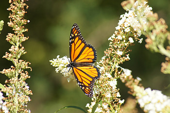 Animals, Flowers, Macro, Pattern, Butterfly, Wings, Handsomely, It's Beautiful HD wallpaper