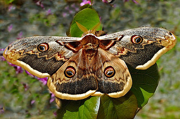 Big Moth, beautiful, big, moth HD wallpaper