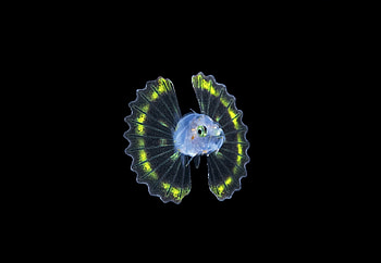 Larval Lionfish, Larval, Plankton, Lionfish, Florida, Palm Beach, Black water, Pelagic HD wallpaper