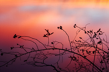 Nature, Sunset, Silhouette, Branch, Shadows HD wallpaper