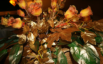 Plants, Flowers, Roses HD wallpaper