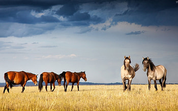 Animals, Landscape, Horses HD wallpaper