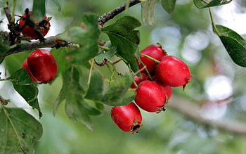 Plants HD wallpaper