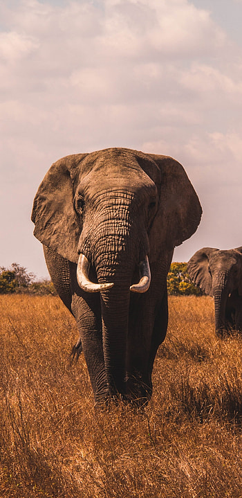 Landscape with elephant, Samsung Galaxy S8 background, Nature's beauty, Serenity HD phone wallpaper