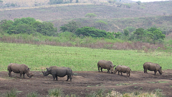Kruger National Park, Rhinos in South Africa, Barbaras , African wildlife HD wallpaper