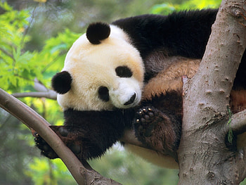 Animals, Bears, Pandas HD wallpaper