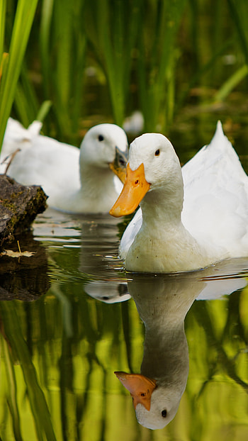Duck, White HD phone wallpaper