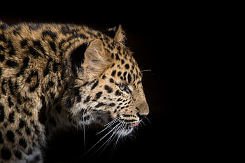 Snow leopard, predator, wild cat, animal HD wallpaper