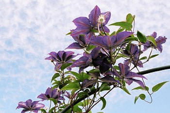 Purple clematis, flowers, clematis HD wallpaper