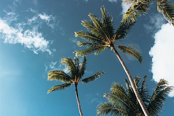Low-angle shot of palm trees under a bright blue sky on a sunny day, perfect for tropical themes. HD wallpaper