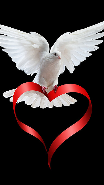 Dove, Peace Day HD phone wallpaper
