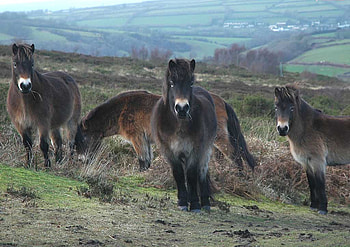 exmore ponies, wild ponies, horses, wild horses, ponies HD wallpaper