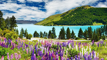 Lavender Field, path, bunch, mountain, lake, daylight, day, field, flower, lavender, clouds, trees, road, nature, sky, water, forest HD wallpaper