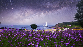 :-), night, pink, moon, flower, field, luna, sky HD wallpaper