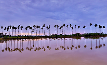 Trees, lake, reflections, dawn, skyline HD wallpaper