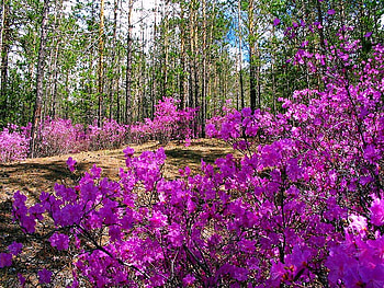 Forest bouquets, pink, trees, flowers, wild, forest HD wallpaper
